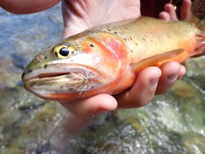 Colorado River Cutthroat from high in the back country during the West Elk Adventure. 