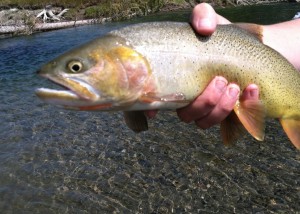 In addition to several other species the Yellowstone Adventure will be chasing Snake River Cutthroat like this one. 