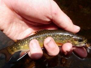 In addition to some huge browns and rainbows on our NC Blue Ridge Adventure you will have the chance to watch native Southern Appalachian absolutely hammer your dry fly. 