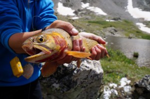 A close-up of Ethan's trout