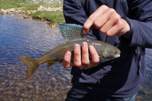 Close up of Patrick's great Arctic Grayling