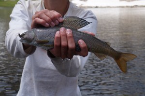 Look at the dorsal fin on this fish!