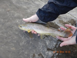 Stephan with a Gibbon River Brown Trout. 