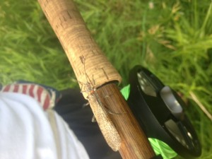 The salmon fly is the largest of stone flies and a favorite for trout. Luckily for us they were hatching consistently during our stay on the Gardner River.