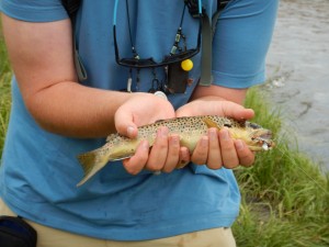 One of the nice brown and brook trout we pulled out of the Big Thompson