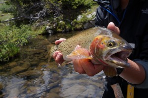 Fish don't get much prettier than this.