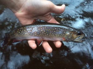 One of the many wild and native Southern Appalachian Brook Trout landed.