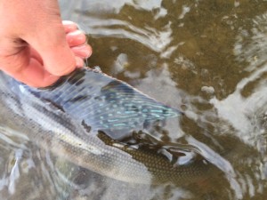 The beautiful fin of a native Arctic Grayling.