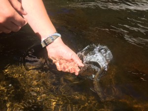 It is hard to beat the feeling of releasing a native fish as beautiful as a brook trout from a small mountain stream. 
