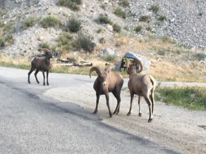 Some Bighorn Sheep from our drive to Buena Vista.